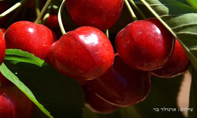 ��� �������-2