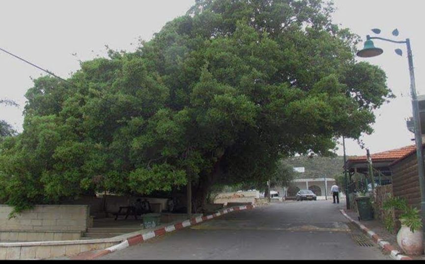 ��� ��� ���� ��� �����